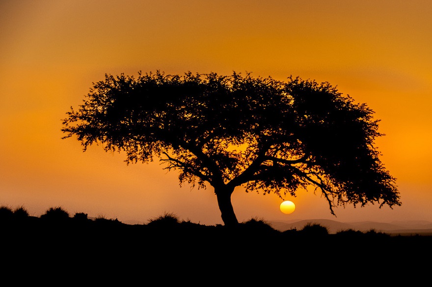 namib20
