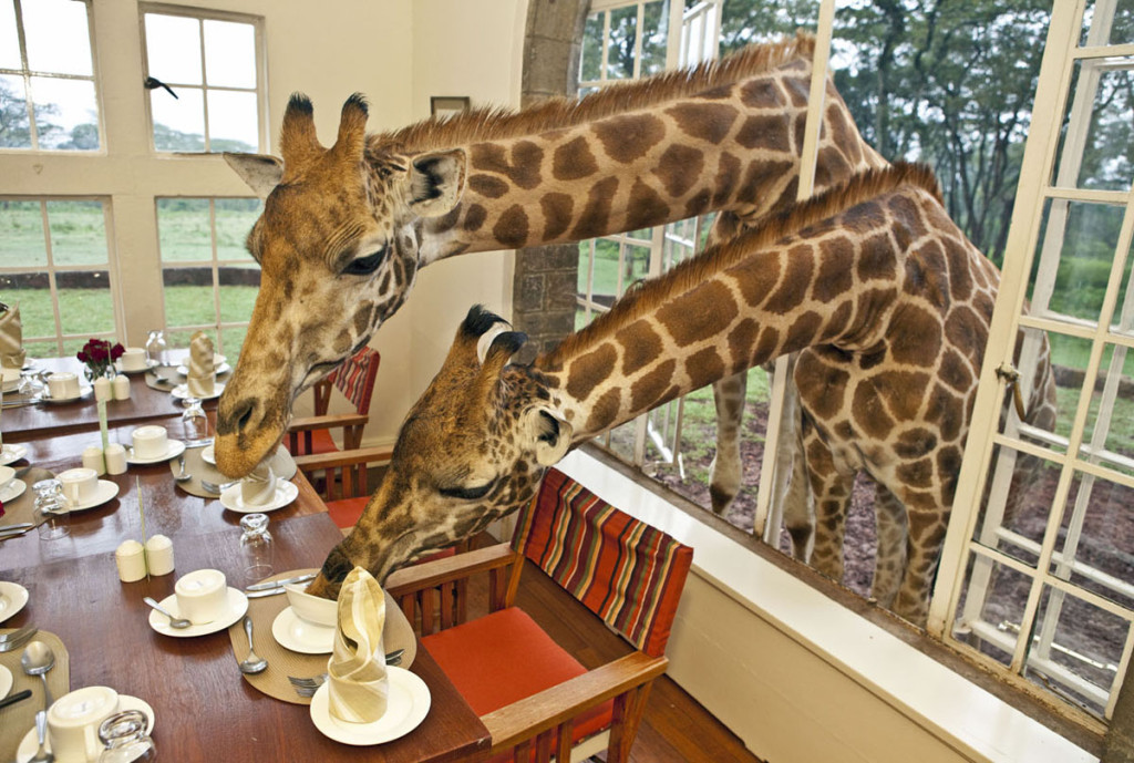 Giraffe Hotel